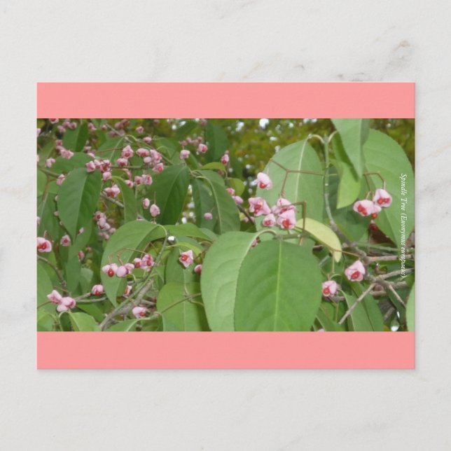 Spindle Tree (Euonymus europaeus) Postcard (Front)