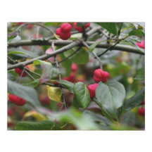 Spindle Tree Red Buds Faux Wrapped Canvas Small