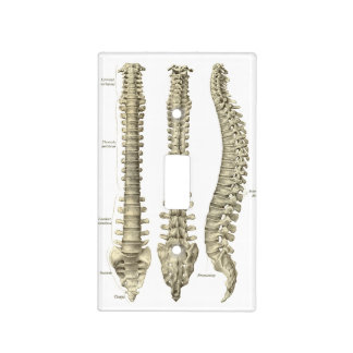 Spine Anatomy Chiropractic Light Switch Cover