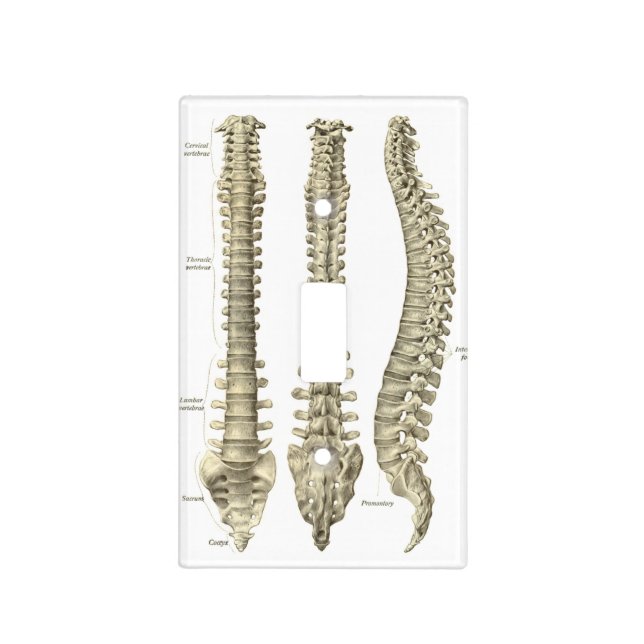 Spine Anatomy Chiropractic Light Switch Cover (Front)