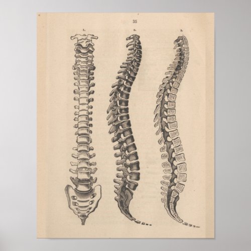 Spine Anatomy Chiropractic Print