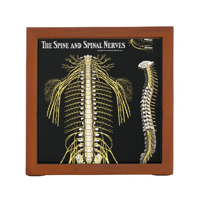 Spine and Spinal Nerves Chiropractic Pencil/Pen Holder (Back)