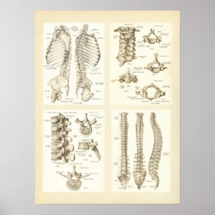 Spine and Vertebrae Anatomy Poster