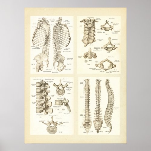 Spine and Vertebrae Anatomy Poster