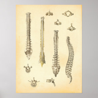 Spine Posters | Zazzle