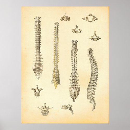 Spine and Vertebrae Anatomy Poster Chiropractic