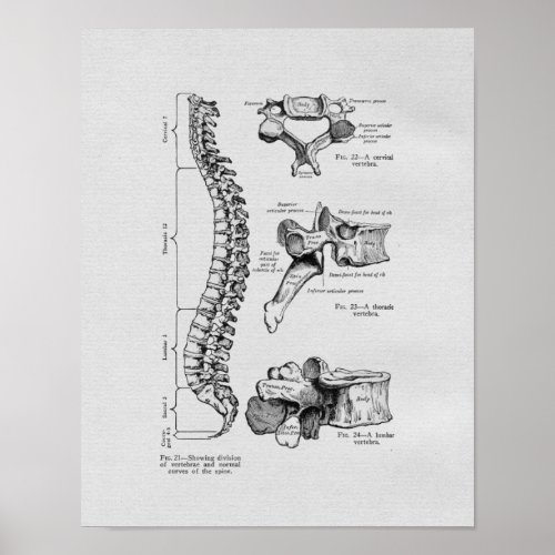Spine and Vertebrae Vintage Print
