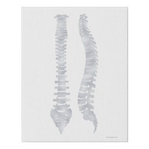 Spine Art, Chiropractic Sign, Chiropractic Art,  Faux Canvas Print