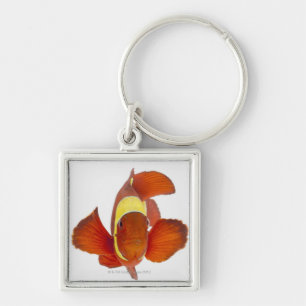 Spine-cheek anemonefish (Premnas biaculeatus) Keychain