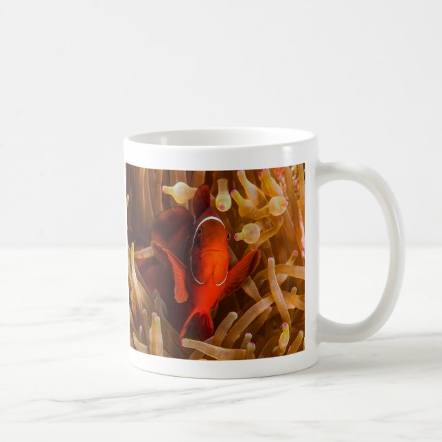 Spinecheek Anemonefish of the Coral Sea Coffee Mug (Right)