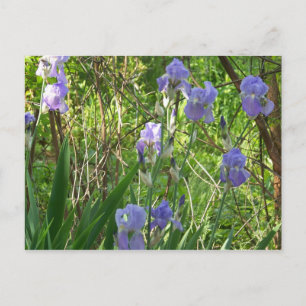 Sping Iris in East Tennessee Postcard