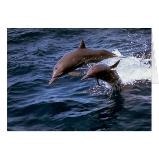 Spinner dolphin cards (Front Horizontal)