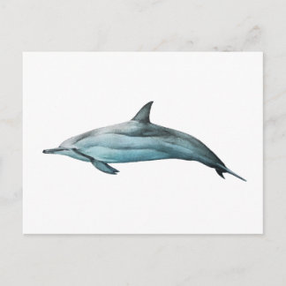 Spinner Dolphin Postcard
