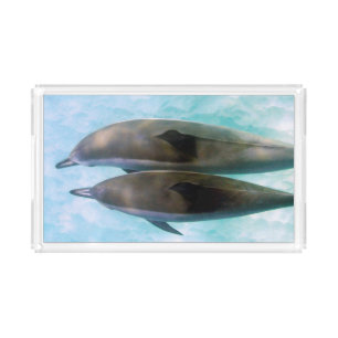 Spinner Dolphins Oahu Hawaii Acrylic Tray