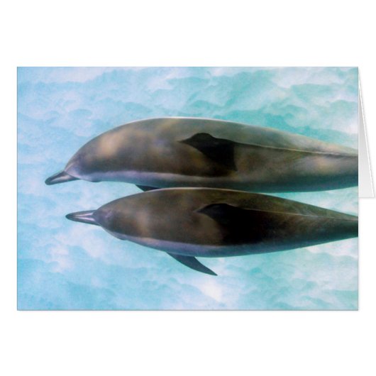 Spinner Dolphins | Oahu Hawaii Cards (Front Horizontal)