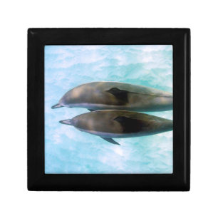 Spinner Dolphins   Oahu Hawaii Gift Box