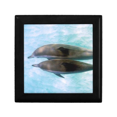Spinner Dolphins  Oahu Hawaii Gift Box