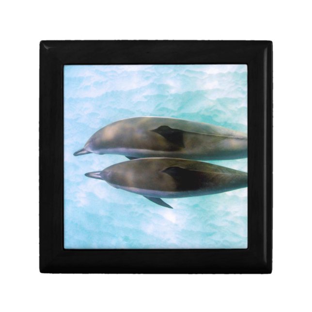 Spinner Dolphins | Oahu Hawaii Gift Box (Front)