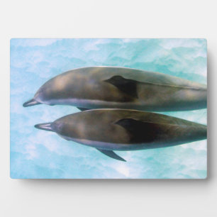 Spinner Dolphins   Oahu Hawaii Plaque