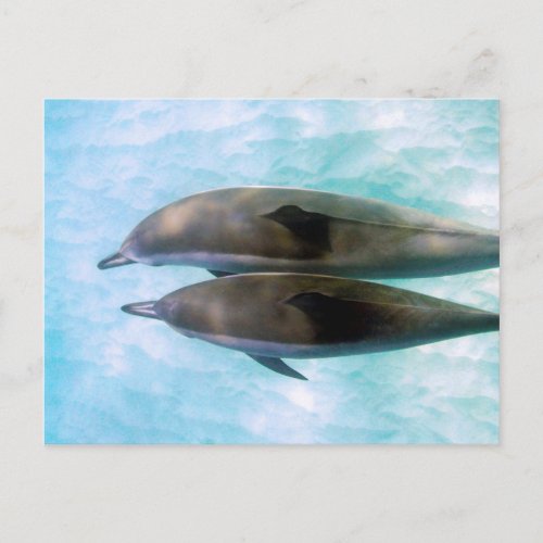 Spinner Dolphins  Oahu Hawaii Postcard