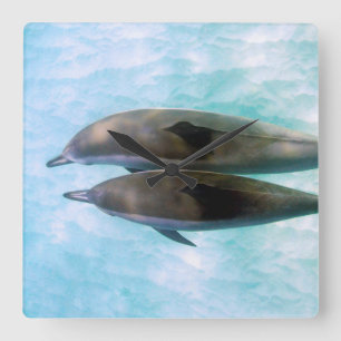 Spinner Dolphins Oahu Hawaii Square Wall Clock