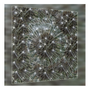 Spinning dandelion puff acrylic print