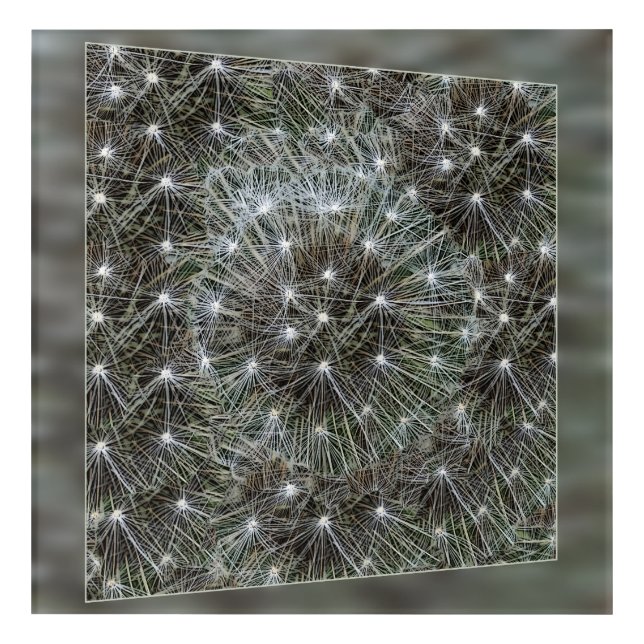 Spinning dandelion puff acrylic print (Front)