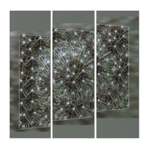 Spinning dandelion puff triptych
