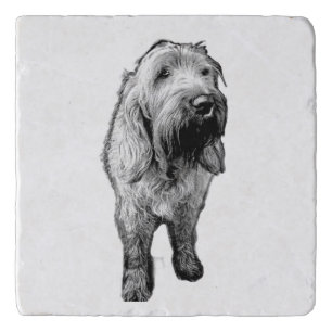 Spinone Coaster – Quiet Strength in Ink