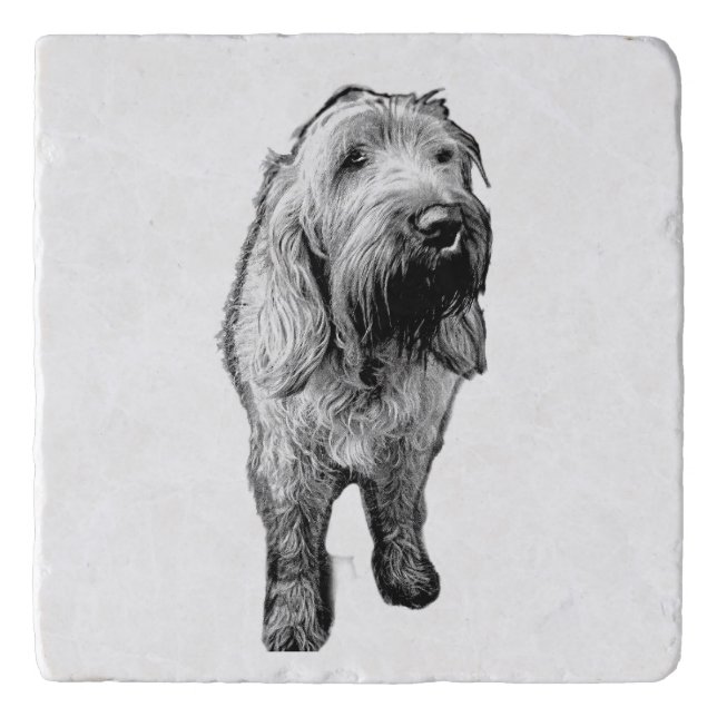  Spinone Coaster – Quiet Strength in Ink (Front)