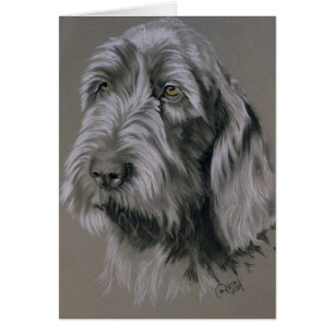 Spinone Italiano Cards
