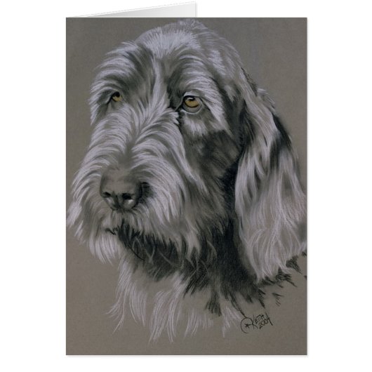 Spinone Italiano Cards (Front)