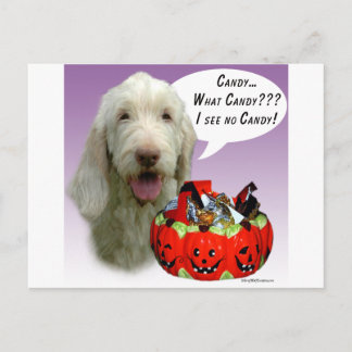 Spinone Italiano Halloween Candy Postcard