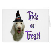 Spinone Italiano Trick (Front Horizontal)