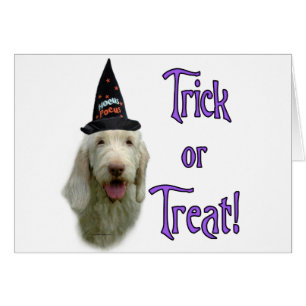 Spinone Italiano Trick Cards