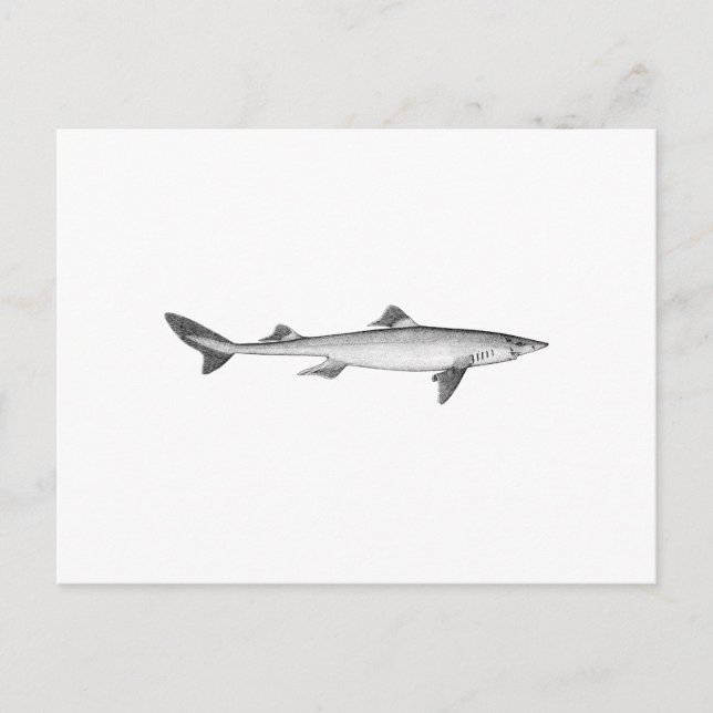 Spiny Dogfish (line art) Postcard (Front)