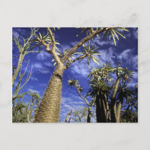 Spiny Forest Formed Of Pachypodium Trees Postcard