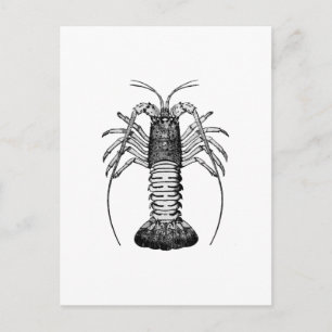Spiny Lobster (California) Postcard