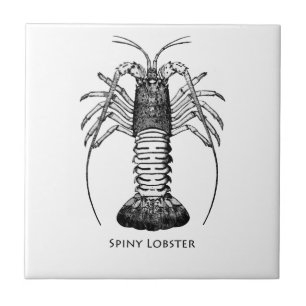 Spiny Lobster (California) Tile