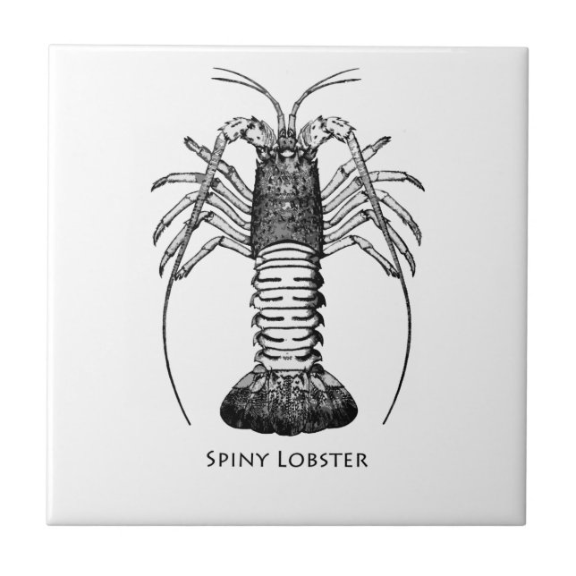 Spiny Lobster (California) Tile (Front)
