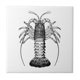 Spiny Lobster (California) Tile