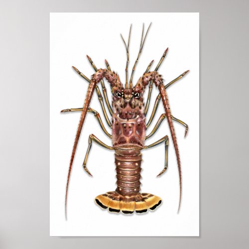 Spiny Lobster Print