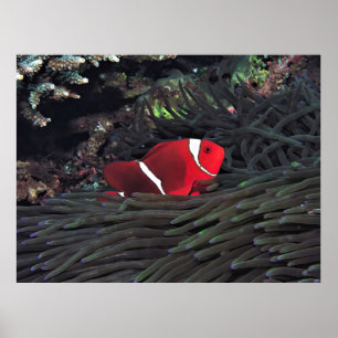 Spinycheek Clownfish Poster