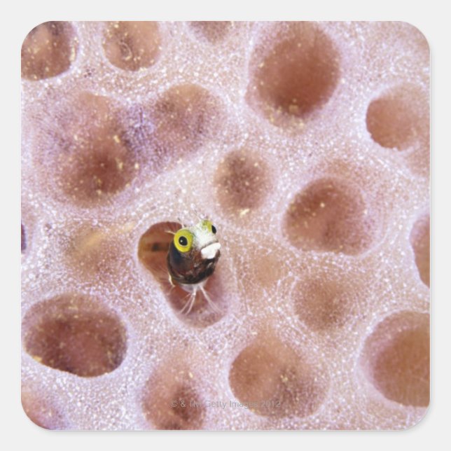Spinyhead Blenny (acanthemblemaria spinosa) in Square Sticker (Front)