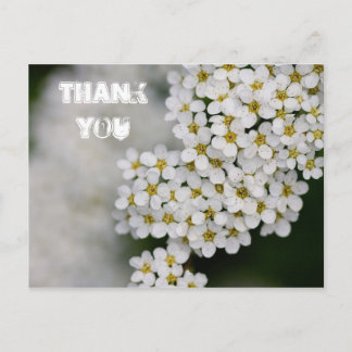 Spiraea Thank You Postcard