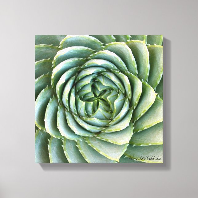 Spiral Aloe photo by Debra Lee Baldwin Canvas Print (Front)