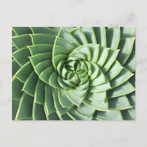 Spiral Aloe Post Card