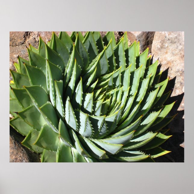Spiral aloe poster (Front)