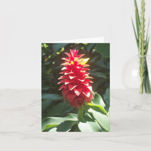 Spiral Ginger Photo Folded Note Card