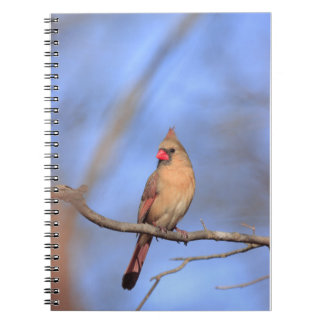 Spiral photo notebook with female northern Cardina